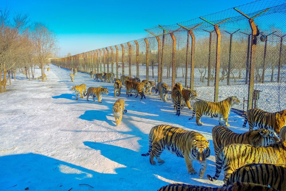 Siberian Tiger Park