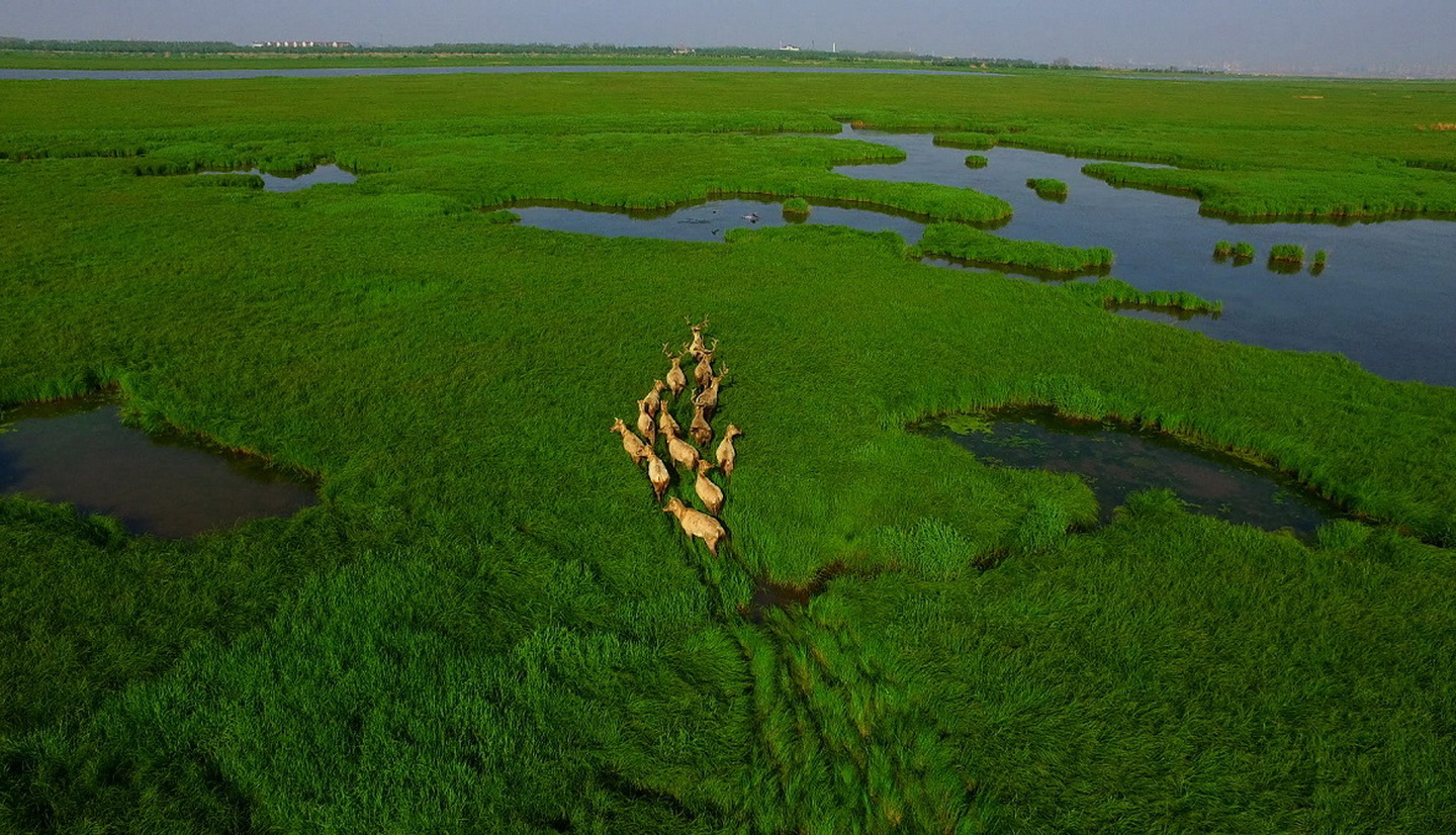 East Dongting Lake National Nature Reserve