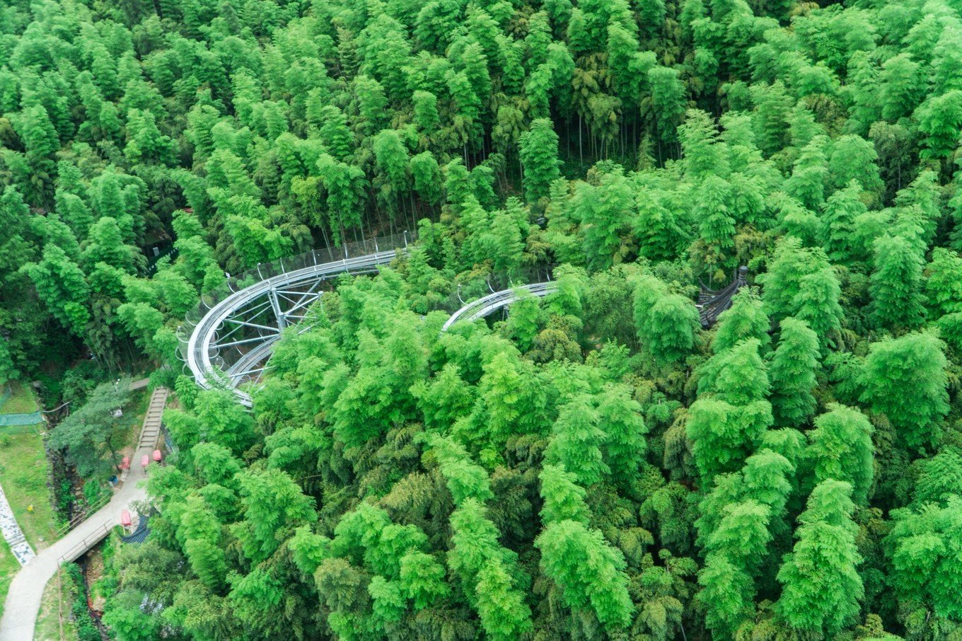 China Bamboo Sea