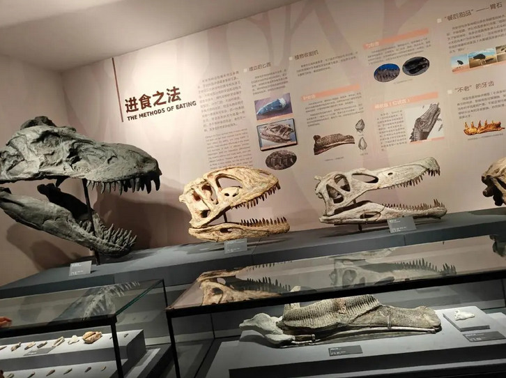 Zigong Dinosaur Museum